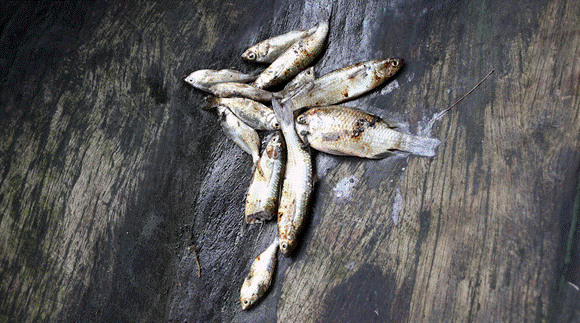 Finding Fish: How Contaminated Seafood Threatens Generations in Nigeria’s Oil Delta